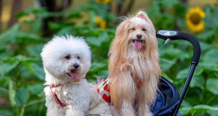 泰迪为什么喜欢咬东西？（探究泰迪犬咬东西的原因及解决办法）