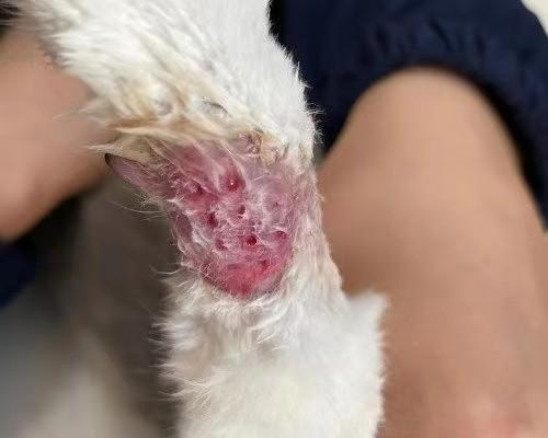 猫咪挠主人的原因及应对方法（揭秘猫咪挠主人的行为背后的原因，探索有效的应对方法）