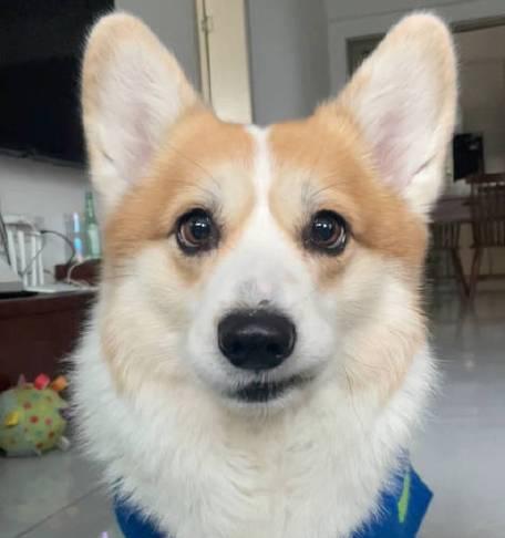 狗耳朵向前伸的奥秘（揭秘狗耳朵向前伸的原因和意义）