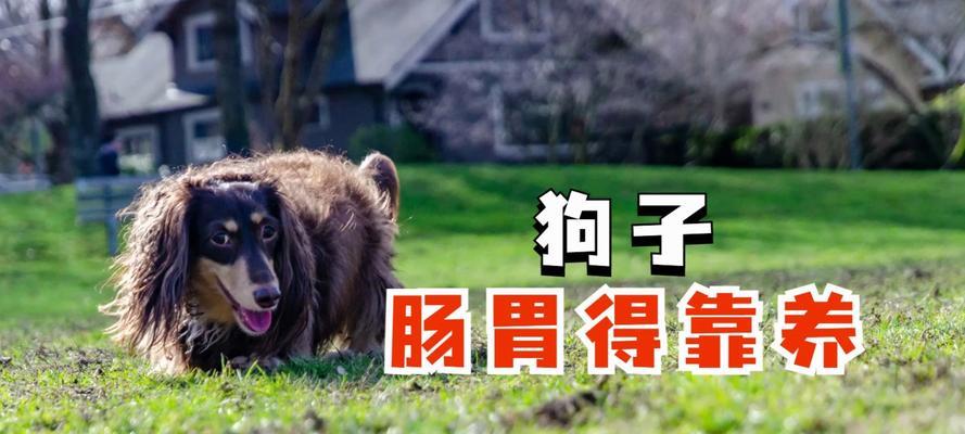 狗狗肠胃不好，要慎重选择饮食（避免给狗狗喂食造成肠胃不适的食物）
