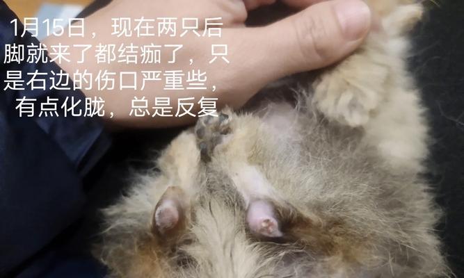 狗狗烫伤护理（如何选择合适的消炎方法及护理技巧）