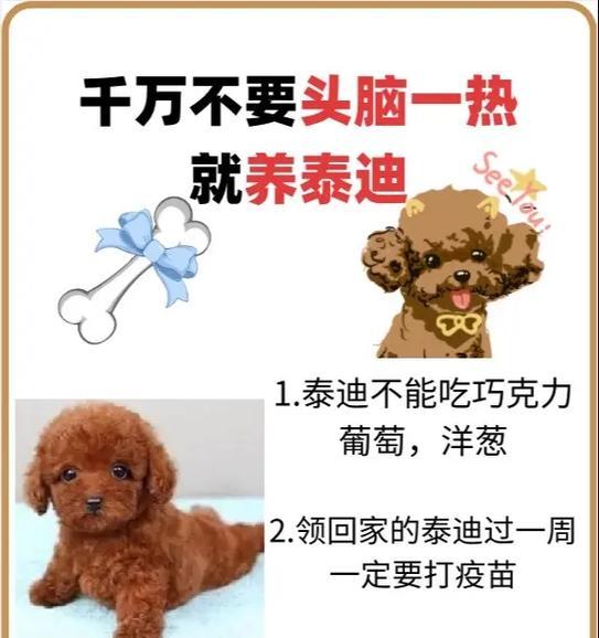 泰迪喜欢吃什么？（探索泰迪的饮食偏好）