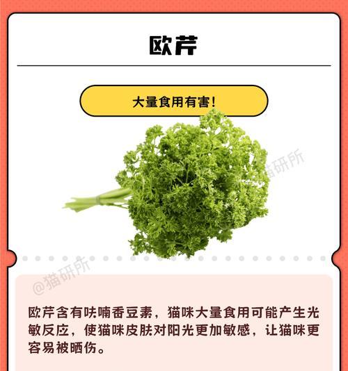 猫咪的蔬果饮食益处（为你的爱猫增添健康与活力）