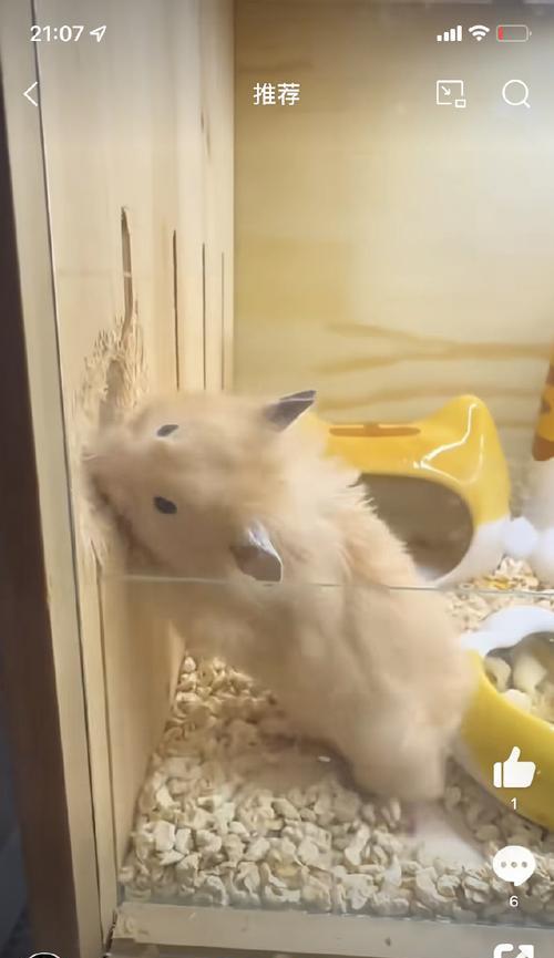 为什么仓鼠爱的很少？（揭开仓鼠感情的神秘面纱）