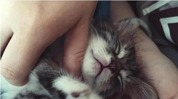 猫咪为什么总喜欢蹭人身上？（揭秘猫咪蹭人行为的原因与意义）