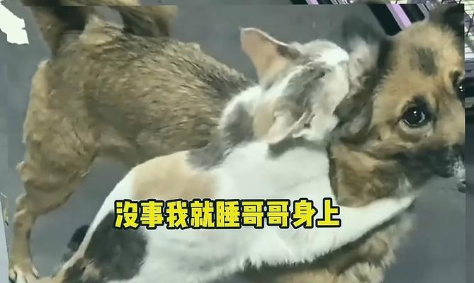 猫咪的舔与轻咬（猫猫舔我又轻咬我的背后含义与解读）
