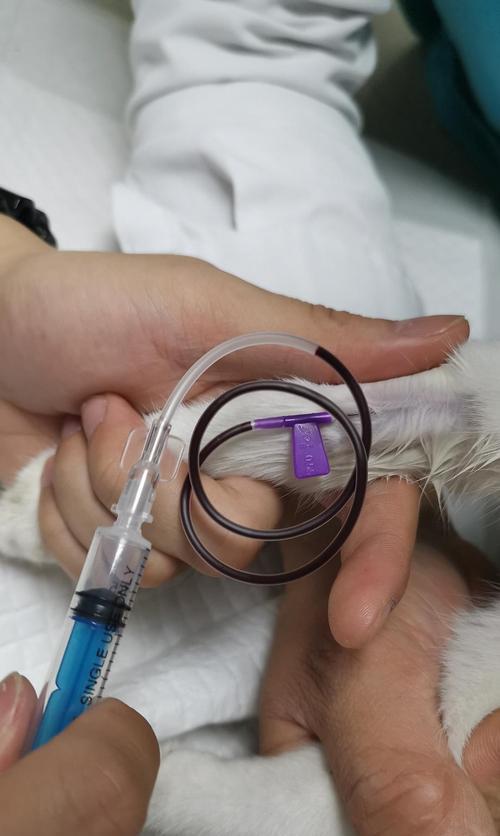 猫脊柱问题解决方案（药物治疗的有效手段及相关注意事项）