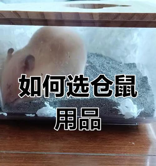 仓鼠喜欢什么味的浴沙？（探索仓鼠喜爱的浴沙味道，为你的宠物提供最佳护理体验）