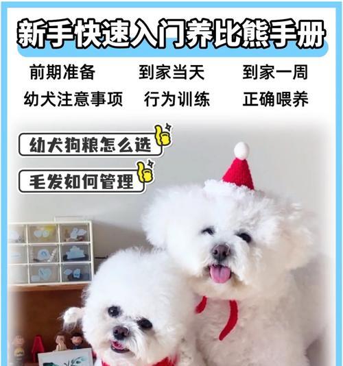 比熊肠胃健康之道（以合适食物改善比熊肠胃问题）
