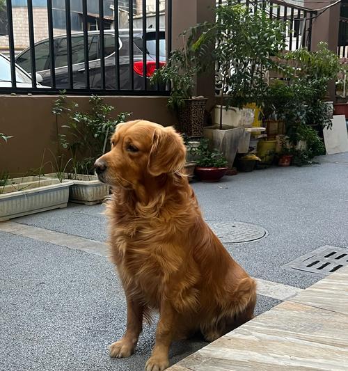 小狗的早晨（探索小狗们清晨醒来的奇妙世界）