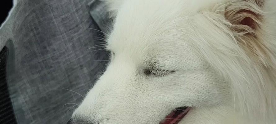 打瞌睡的小狗如何度过懒洋洋的一天（可爱的小狗打瞌睡了一整天，是因为什么呢？）