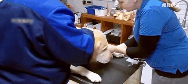狗狗安乐死（探讨狗狗安乐死的伦理问题与道德观念的冲突）