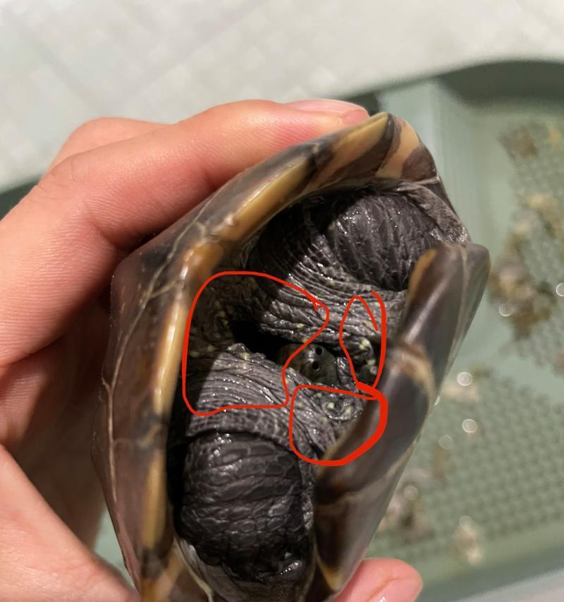白色乌龟孵化之奇特景象（乌龟世界的白色神秘奇观）