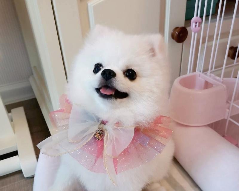 博美犬（博美犬的长相特点及其魅力）