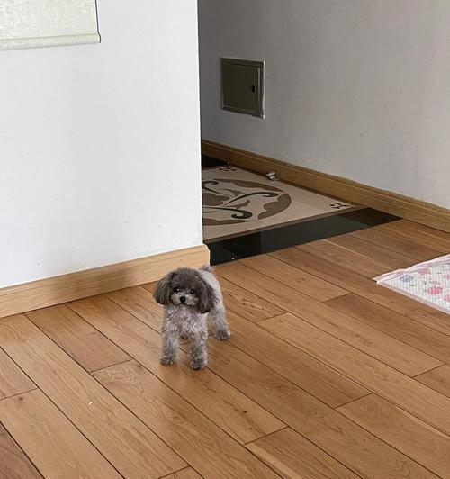 泰迪什么时候反灰了？（探索泰迪犬毛色变化的奥秘）