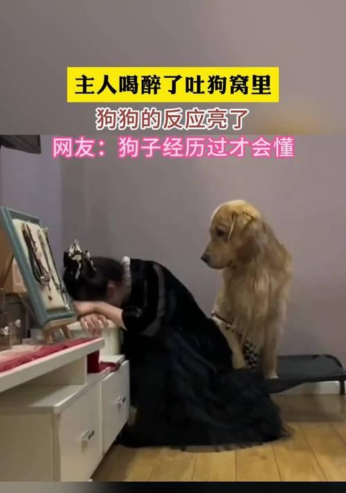 当狗狗喝醉后会发生什么？（了解狗狗醉酒状况以及应对方法）