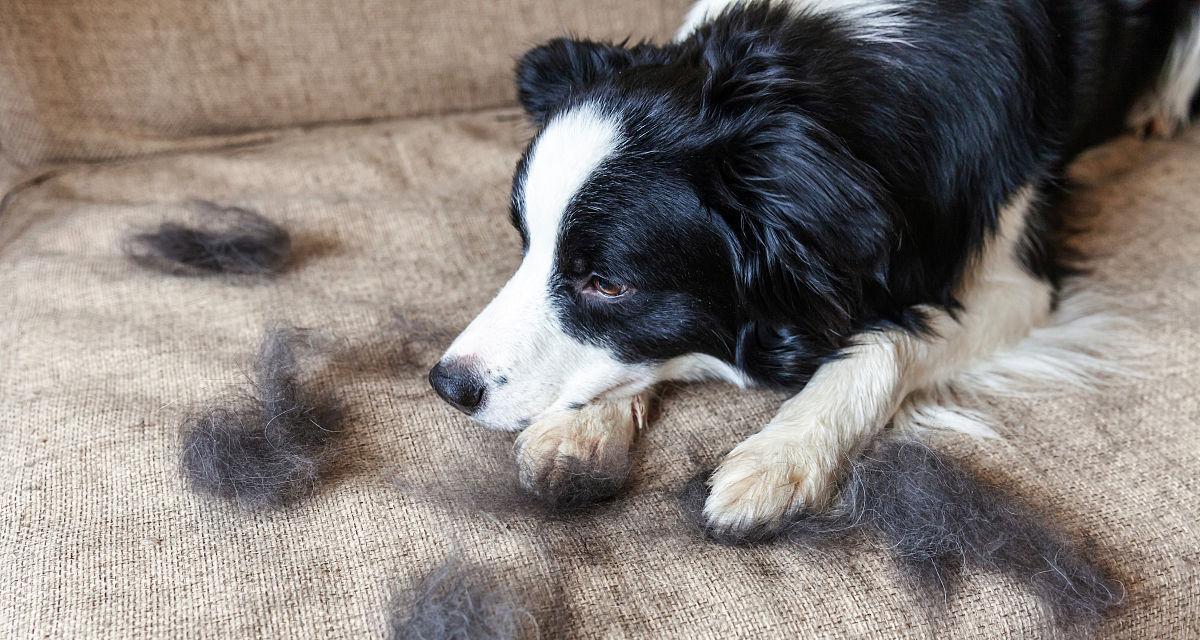 牧羊犬退毛的原因及处理方法（牧羊犬脱毛现象的解析和有效解决方案）