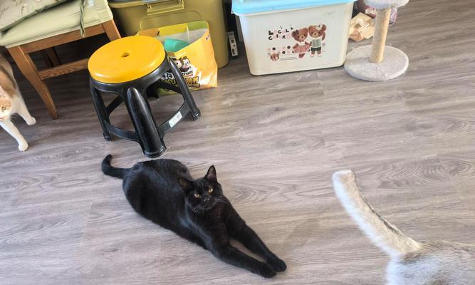 猫瘟（深入了解猫瘟病毒，保护你的爱猫安全）