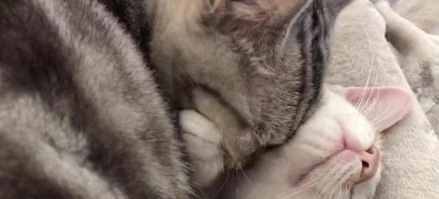 猫对着你喵的意思是什么？（了解猫语言中的喵叫含义）