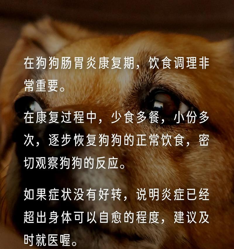 狗狗成长阶段的饮食指南（探索狗狗不同成长阶段所需的营养需求和食谱）