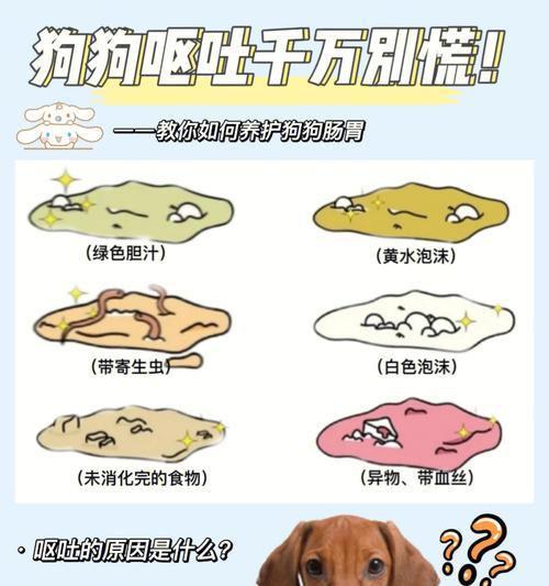 狗狗为何不吃东西会呕吐？（原因分析及预防方法）