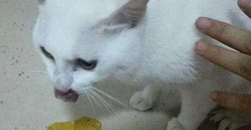 猫咪为何会吐水？（探究猫咪喜欢吐水的原因及解决办法）