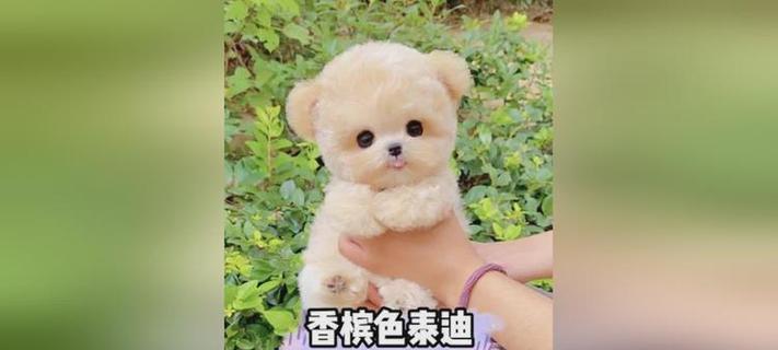 狗与色彩的奇妙交融（探索狗狗图片中的多彩世界）