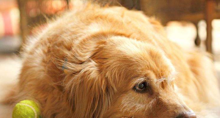 大型犬的温顺品质——善良如阳光（探寻大型犬温顺的原因和特点）