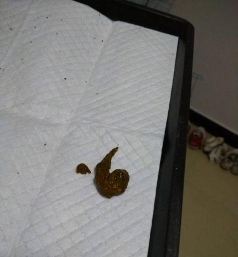 狗狗细小的疾病（探索狗狗细小疾病的成因、症状及防治措施）