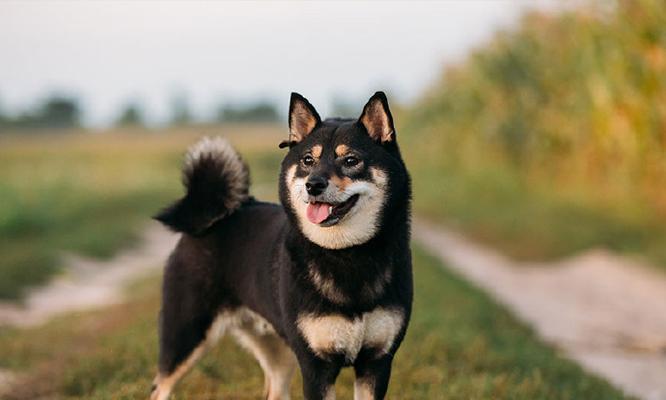阿拉斯加雪橇犬（一只忠诚而勇敢的伙伴-阿拉斯加雪橇犬）