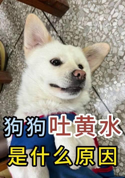 探究狗狗呕吐的原因及处理方法（狗狗呕吐的常见原因及应对措施）