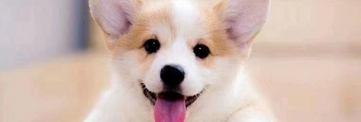 狗狗毛为什么会打结？（探究狗狗毛打结的原因和解决方法）