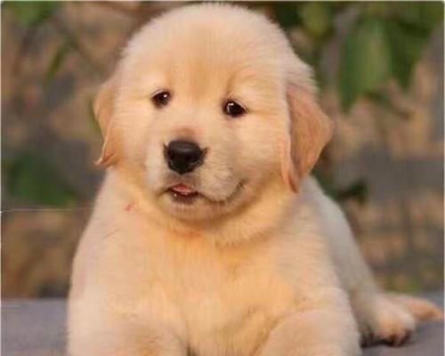 金毛犬——活泼友善的家庭宠物（了解金毛犬品种特点及其适应环境）