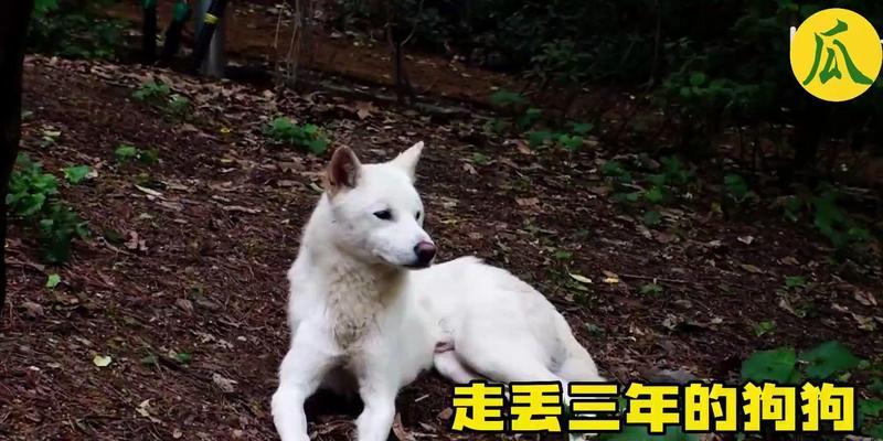 狗会走丢的原因与解决方法（探究狗狗走丢的根源并提供有效应对之策）