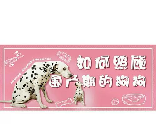 狗狗出生的注意事项（为你的宝贝提供最佳的护理和环境）