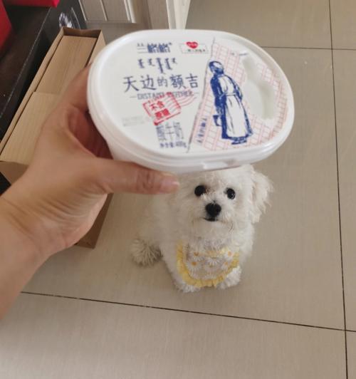 泰迪喝什么牌子酸奶好？（探寻泰迪喜爱的酸奶品牌及关键因素）