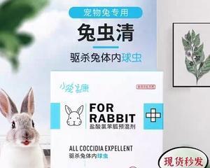 兔子螨虫病的治疗方法——打什么针最有效？（了解兔子螨虫病的传染途径与症状，选择正确的针剂是关键）