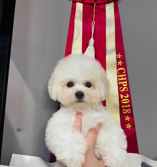 双血统比熊（探索双血统比熊的起源与特点）