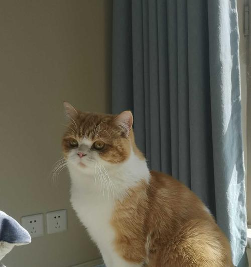 英短是掉毛怪？探索英国短毛猫掉毛原因（探讨英国短毛猫掉毛原因及解决方案，了解为什么英短是"掉毛怪"）