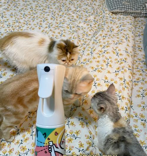 揭秘家猫身上携带的细菌（保护健康，了解家猫细菌的危害）