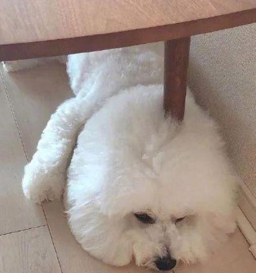狗狗趴着睡觉的原因及意义（为什么狗狗最近老喜欢趴着睡觉？趴睡对狗狗的健康有何影响？）