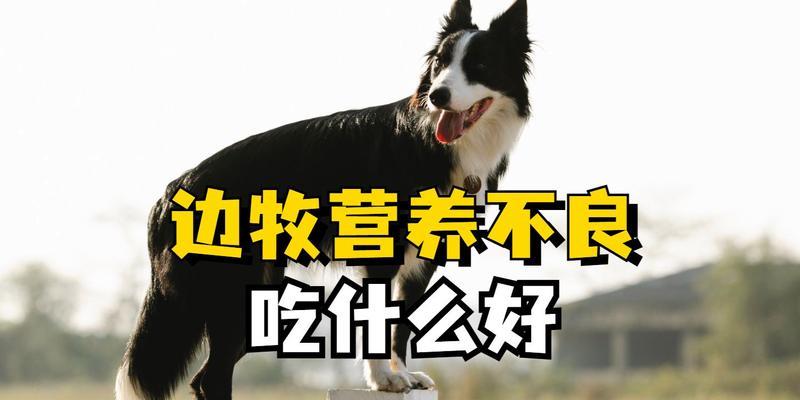 成年边牧的饮食搭配秘诀（科学膳食让你的边牧健康成长）