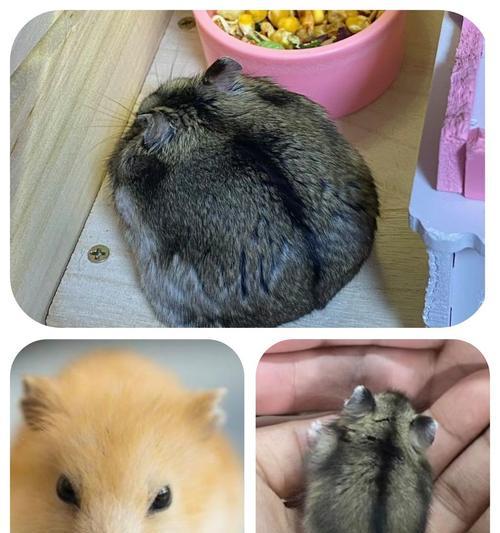什么季节最适合养仓鼠？（选择合适的季节，让仓鼠健康快乐成长）