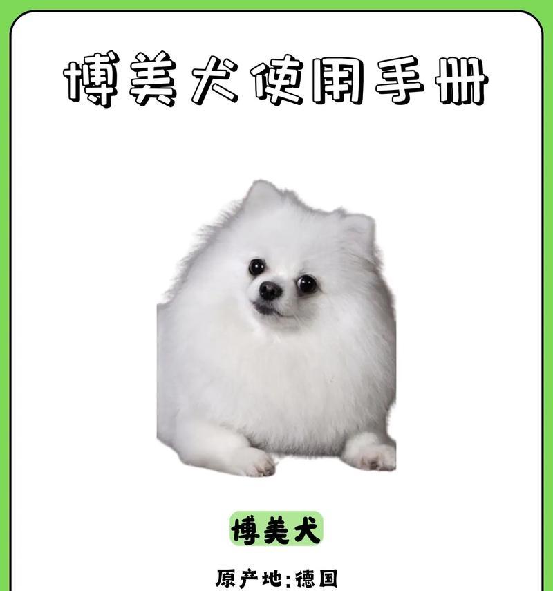 养护博美狗两个月的注意事项（宝宝博美狗的健康成长指南）