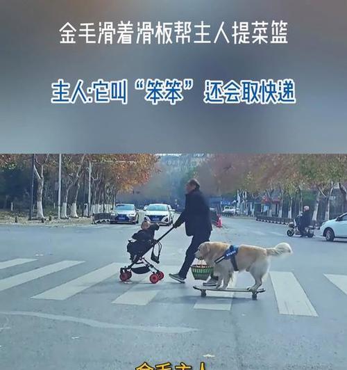 金毛（揭秘金毛对主人叫的原因及其深层含义）