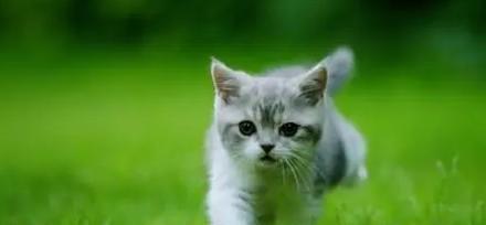 狗狗为什么喜欢给猫当朋友？（探究狗狗与猫咪友谊的原因及其益处）