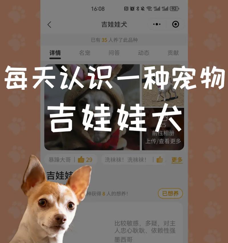 为什么喜欢吉娃娃？（探索这个受欢迎的宠物狗品种的魅力）