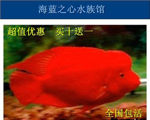 鹦鹉财神鱼的饮食需求及合理搭配（探索鹦鹉财神鱼的食物喜好与营养需求）