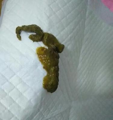 如何让狗狗不吃粑粑？（药物辅助控制狗狗进食粑粑的方法）