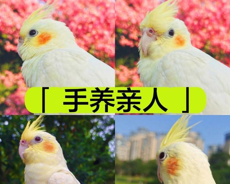 如何以养玄凤（玄凤养育指南，宠物的健康快乐生活）